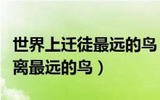 世界上迁徒最远的鸟（有记录的世界上迁徙距离最远的鸟）