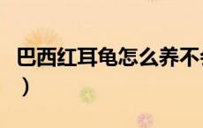 巴西红耳龟怎么养不会死（巴西红耳龟怎么养）