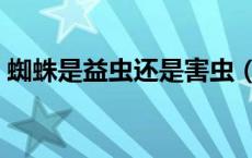 蜘蛛是益虫还是害虫（蚂蚁是益虫还是害虫）