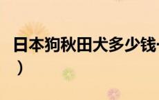 日本狗秋田犬多少钱一只（秋田犬多少钱一只）