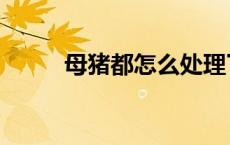 母猪都怎么处理了（怎样干母猪）
