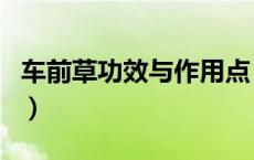 车前草功效与作用点（车前草的功效与副作用）