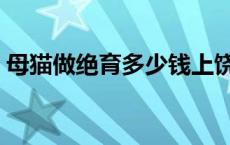 母猫做绝育多少钱上饶（母猫做绝育多少钱）