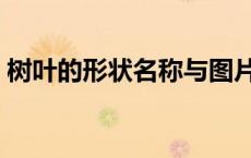 树叶的形状名称与图片（树叶的形状和名称）
