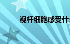 视杆细胞感受什么光（视杆细胞）