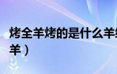 烤全羊烤的是什么羊绵羊（烤全羊烤的是什么羊）