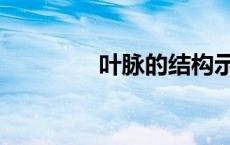 叶脉的结构示意图（叶脉）