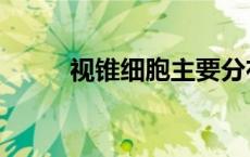 视锥细胞主要分布在（视锥细胞）