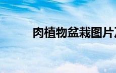 肉植物盆栽图片及名称（肉植物）