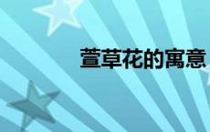 萱草花的寓意（萱草的寓意）