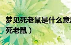 梦见死老鼠是什么意思周公解梦（梦见别人打死老鼠）