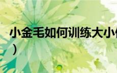 小金毛如何训练大小便（小金毛怎么训练拉屎）