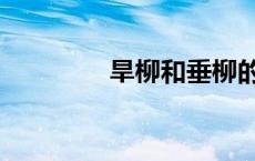 旱柳和垂柳的区别（旱柳）