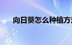 向日葵怎么种植方法（向日葵怎么种）