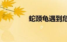 蛇颈龟遇到危险（蛇颈龟）