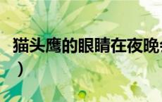 猫头鹰的眼睛在夜晚会发光吗（猫头鹰的眼睛）