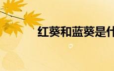 红葵和蓝葵是什么关系（红葵）
