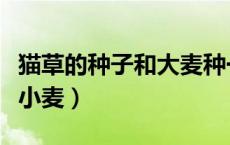 猫草的种子和大麦种一样么（猫草是大麦还是小麦）