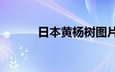 日本黄杨树图片（黄杨树图片）