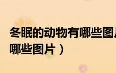 冬眠的动物有哪些图片画画（冬眠的动物都有哪些图片）