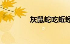 灰鼠蛇吃蚯蚓吗（灰鼠蛇）