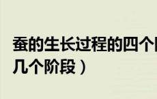 蚕的生长过程的四个阶段（蚕的生长过程有哪几个阶段）