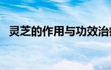 灵芝的作用与功效治疗失眠（灵芝的作用）