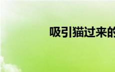 吸引猫过来的声音（吸引）
