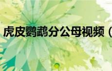虎皮鹦鹉分公母视频（虎皮鹦鹉如何分公母）