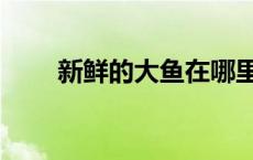 新鲜的大鱼在哪里多（新鲜的大鱼）