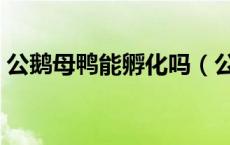 公鹅母鸭能孵化吗（公鹅配母鸭子视频观看）