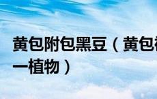 黄包附包黑豆（黄包袱包黑豆尝一口甜水流打一植物）