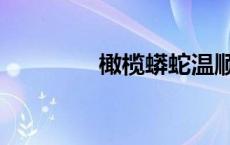 橄榄蟒蛇温顺吗（橄榄蟒）
