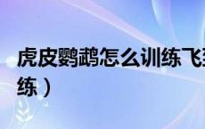 虎皮鹦鹉怎么训练飞到手上（虎皮鹦鹉怎么训练）