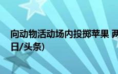 向动物活动场内投掷苹果 两人被终身禁入成都熊猫基地(今日/头条)