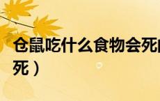 仓鼠吃什么食物会死的快（仓鼠吃什么食物会死）