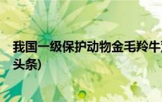 我国一级保护动物金毛羚牛双胞胎幼崽“合群”成功(今日/头条)