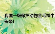 我国一级保护动物金毛羚牛双胞胎幼崽“合群”成功(今日/头条)