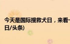 今天是国际搜救犬日，来看一只小狗是怎样成为搜救犬的(今日/头条)