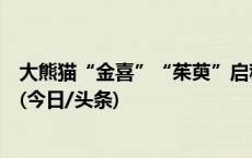 大熊猫“金喜”“茱萸”启程赴西班牙，开启十年旅居生活(今日/头条)