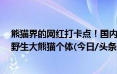 熊猫界的网红打卡点！国内首次在同一地点拍摄到5只不同野生大熊猫个体(今日/头条)